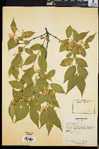 Lonicera rupicola var. syringantha image