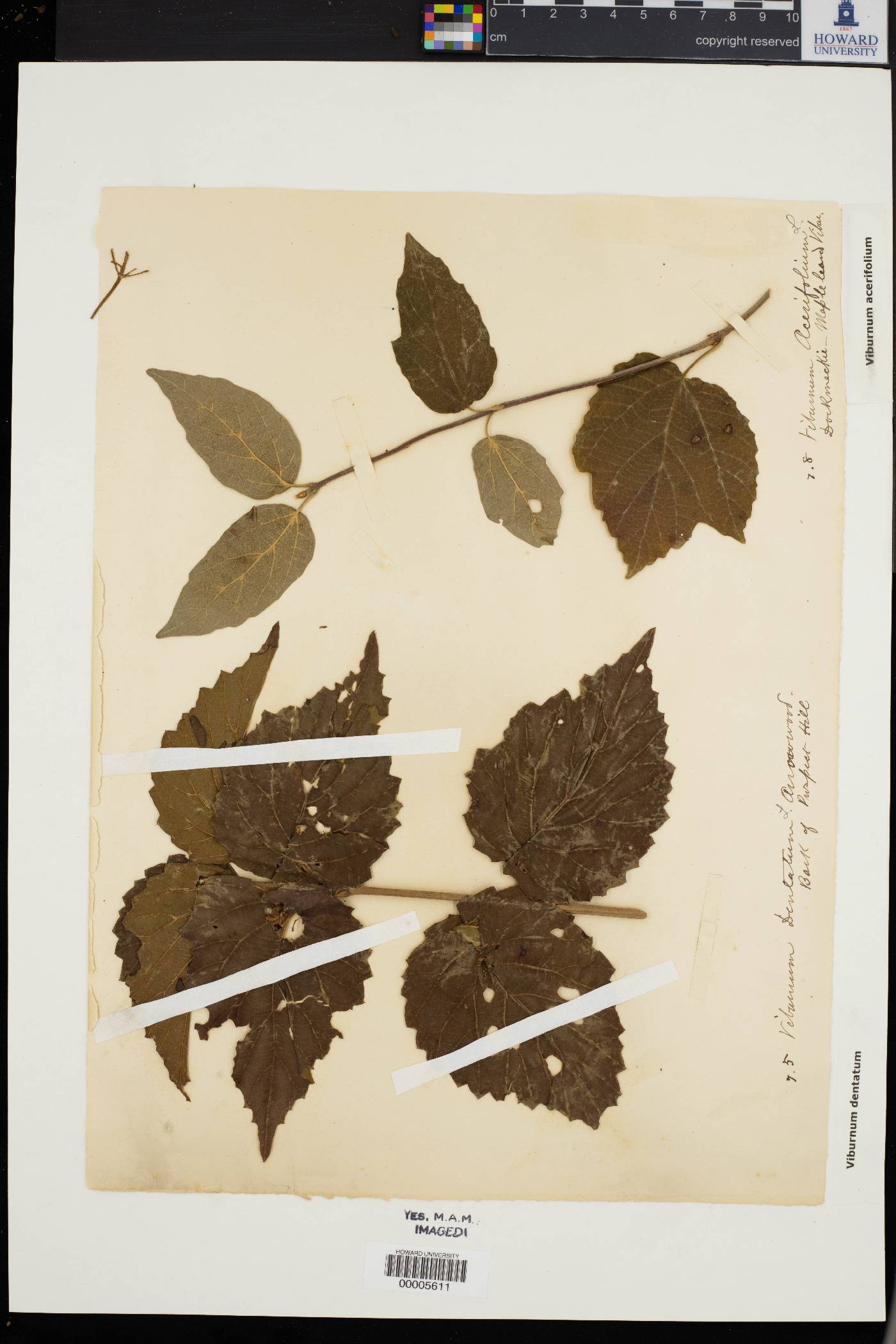 Viburnum betulifolium image