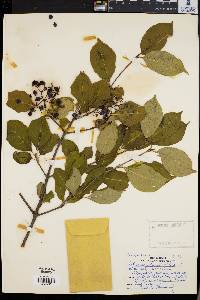 Viburnum cassinoides image
