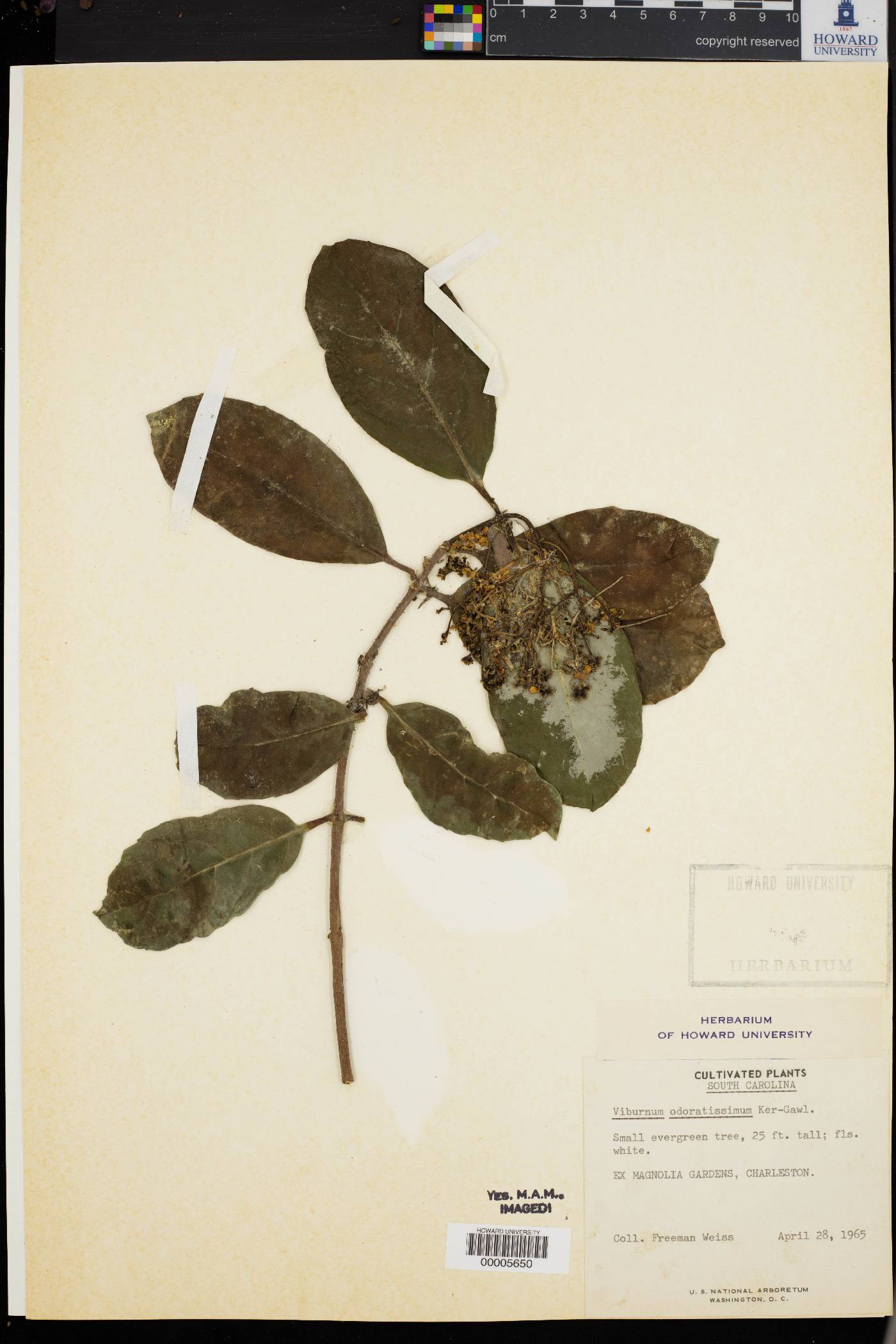 Viburnum odoratissimum image