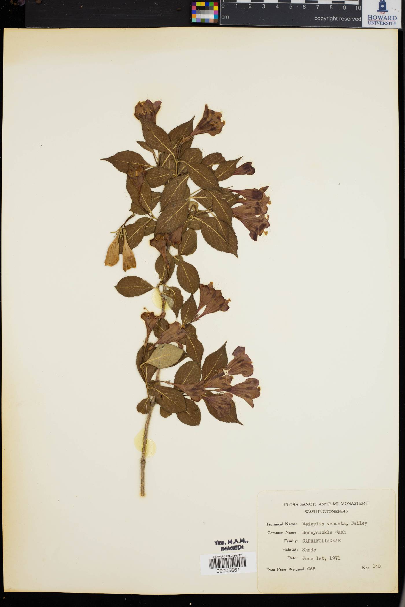 Weigela venusta image