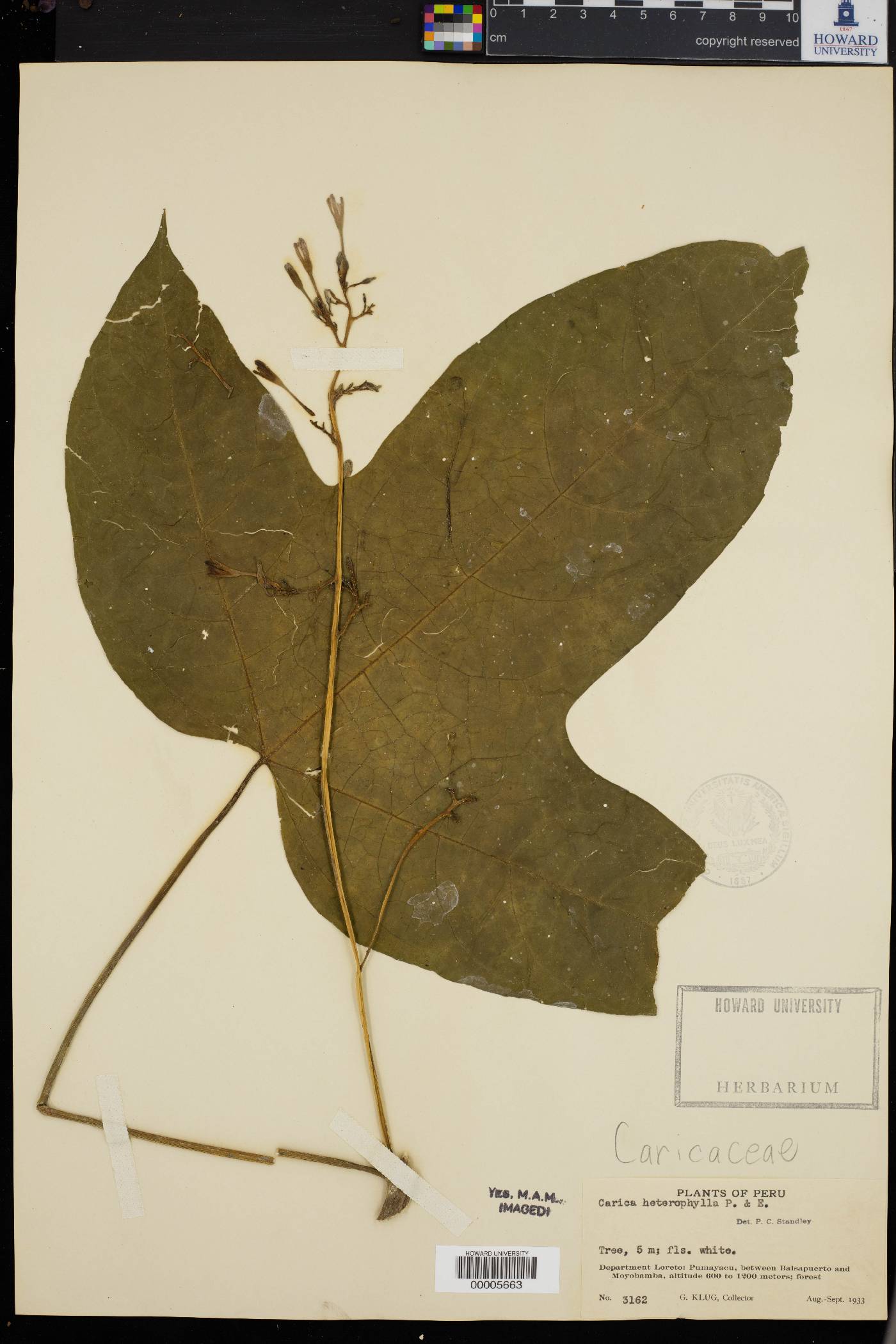 Vasconcellea microcarpa image
