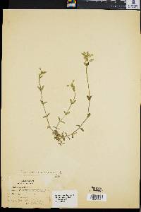 Cerastium viscosum image