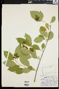 Celastrus scandens image