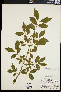 Euonymus alatus image