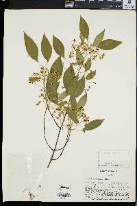 Euonymus maackii image