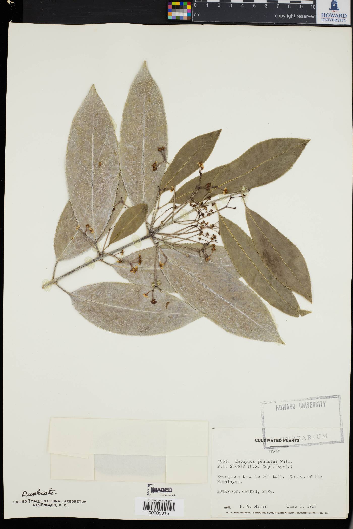 Euonymus lucidus image