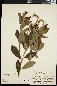 Clethra alnifolia image