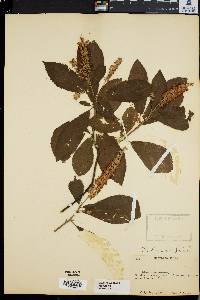 Clethra alnifolia image