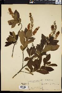 Clethra alnifolia image