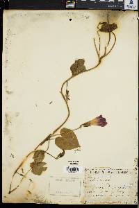 Ipomoea purpurea image