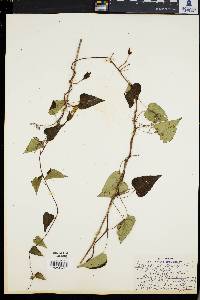 Ipomoea pandurata image