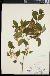 Cornus racemosa image