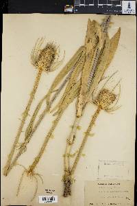 Dipsacus fullonum image