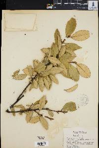 Elaeagnus pungens image