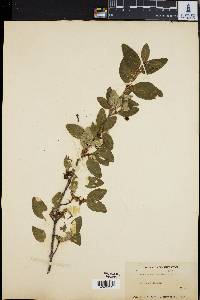 Shepherdia canadensis image