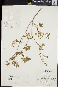 Enkianthus perulatus image