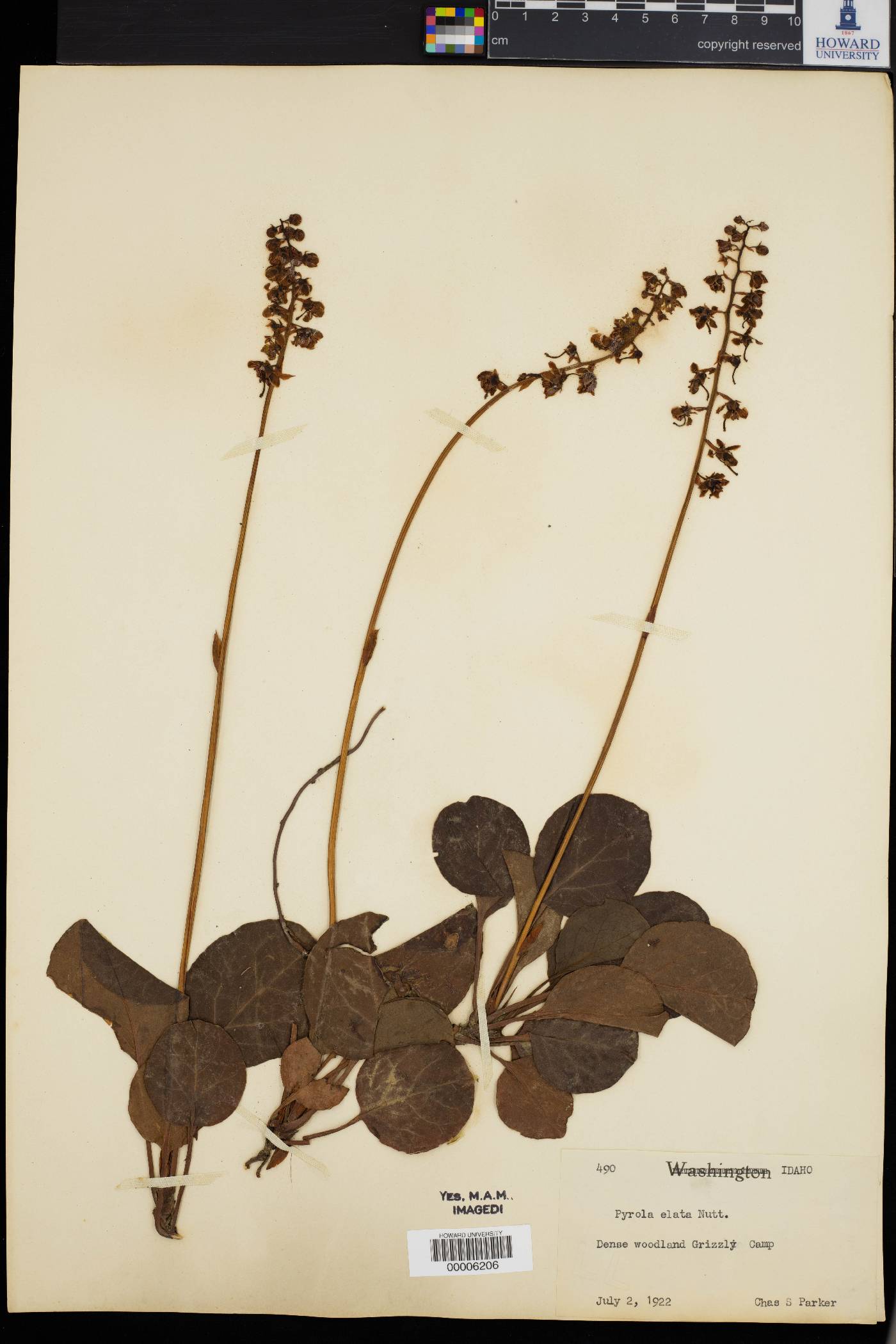 Pyrola elata image