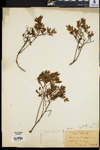 Vaccinium angustifolium image