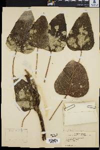 Aleurites moluccana image