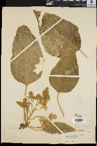 Aleurites moluccana image