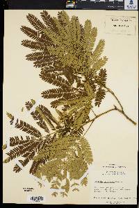 Albizia julibrissin image