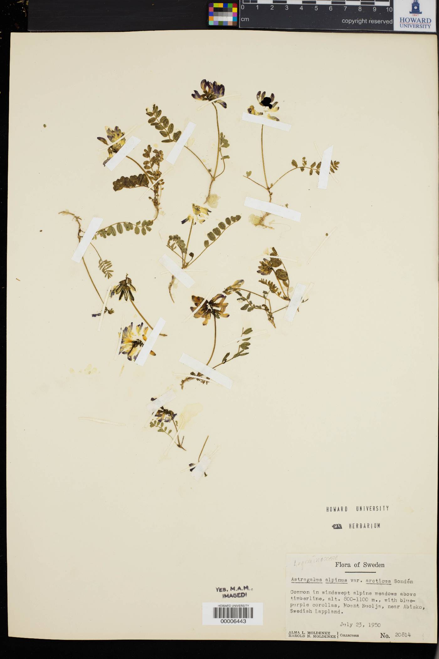 Astragalus alpinus subsp. arcticus image