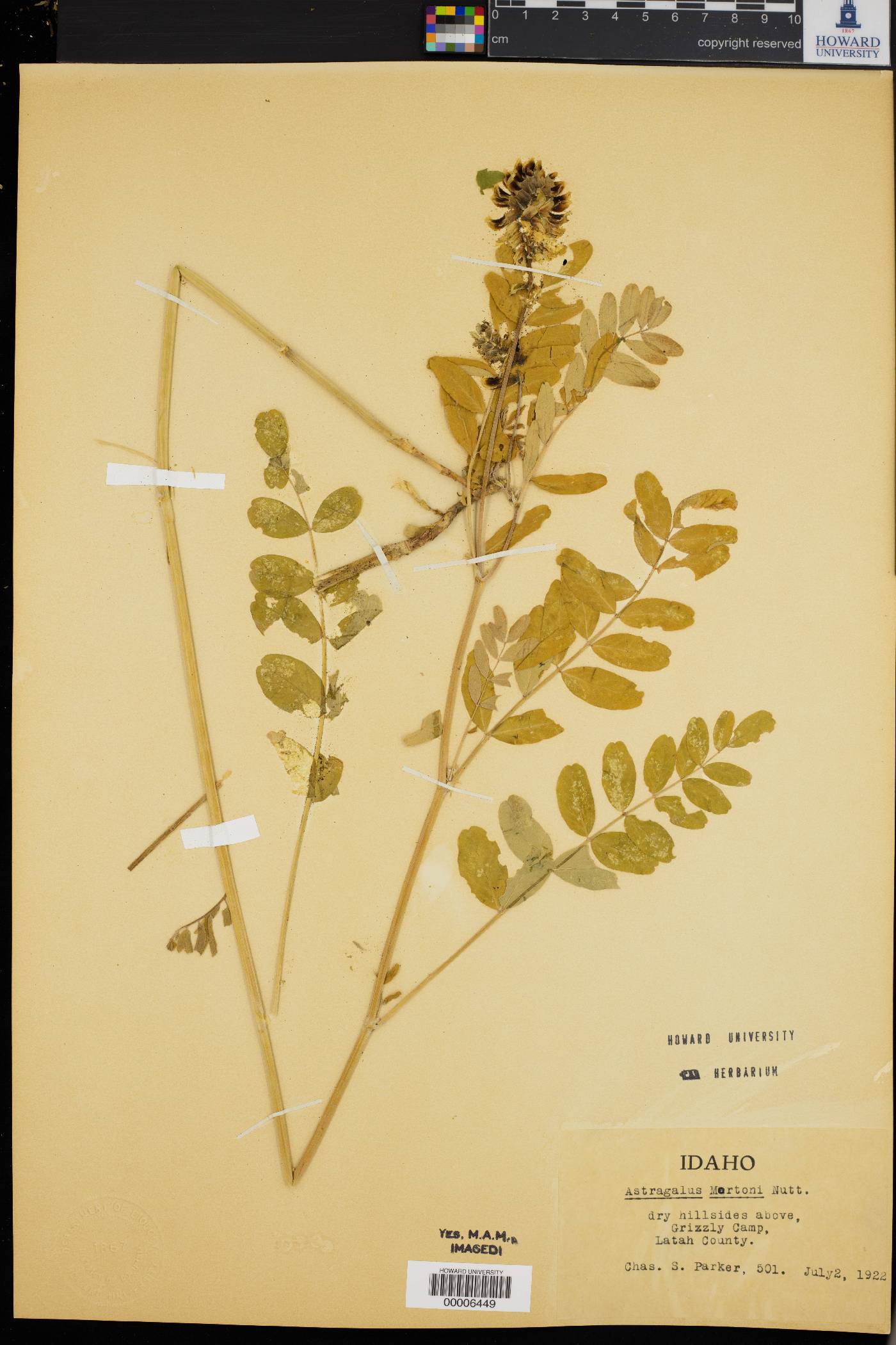 Astragalus mortoni image