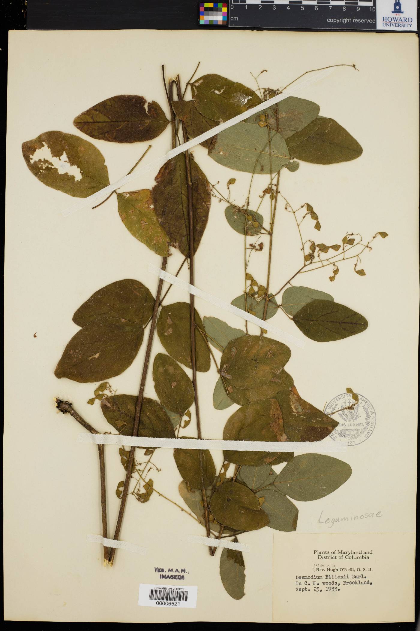 Desmodium dillenii image