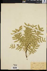 Gleditsia japonica image