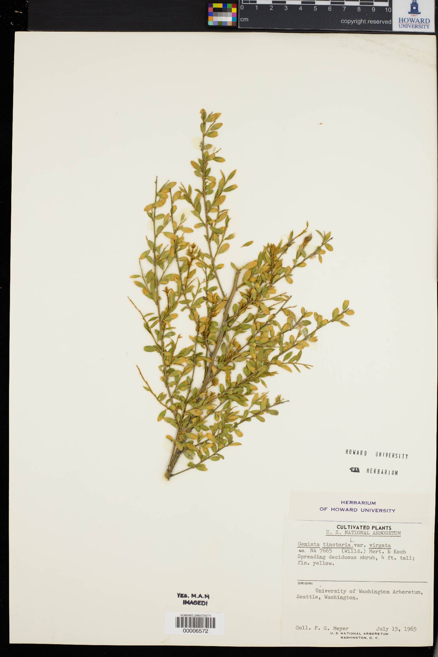 Genista tinctoria image