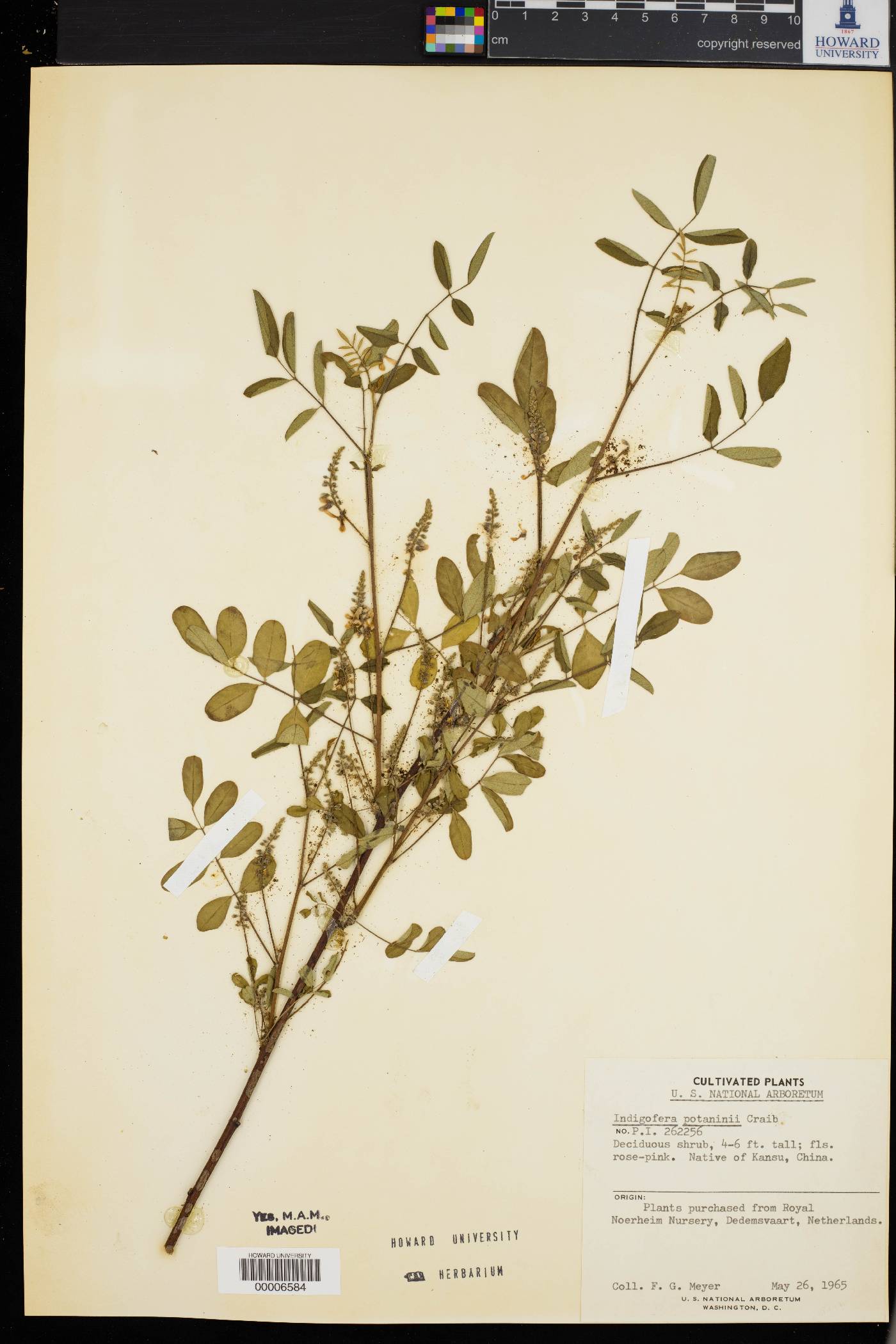 Indigofera potaninii image