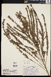 Lespedeza cuneata image