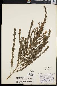 Lespedeza cuneata image