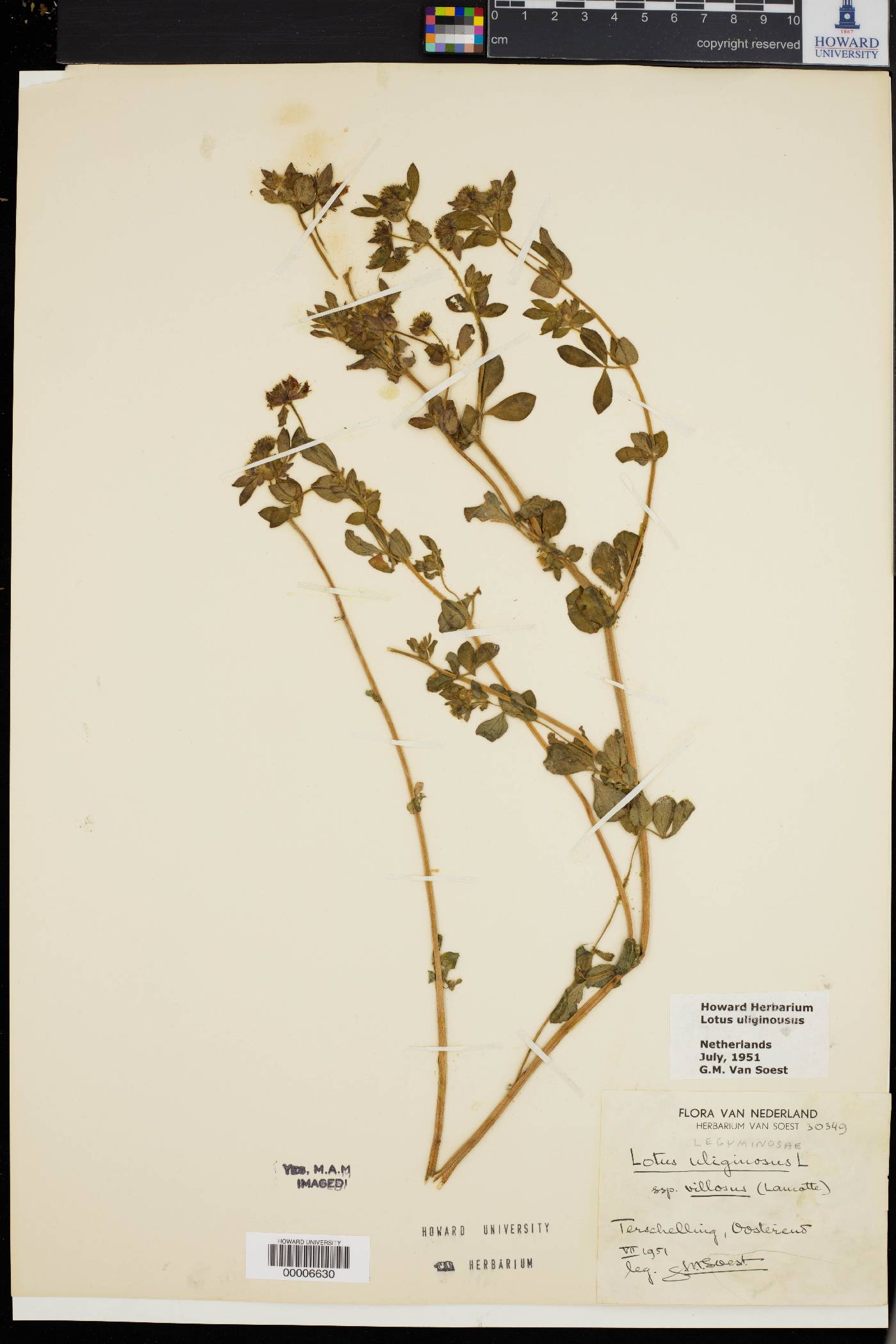 Lotus uliginosus image