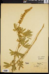 Lupinus sericeus image