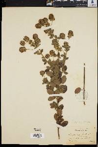 Lespedeza hirta image