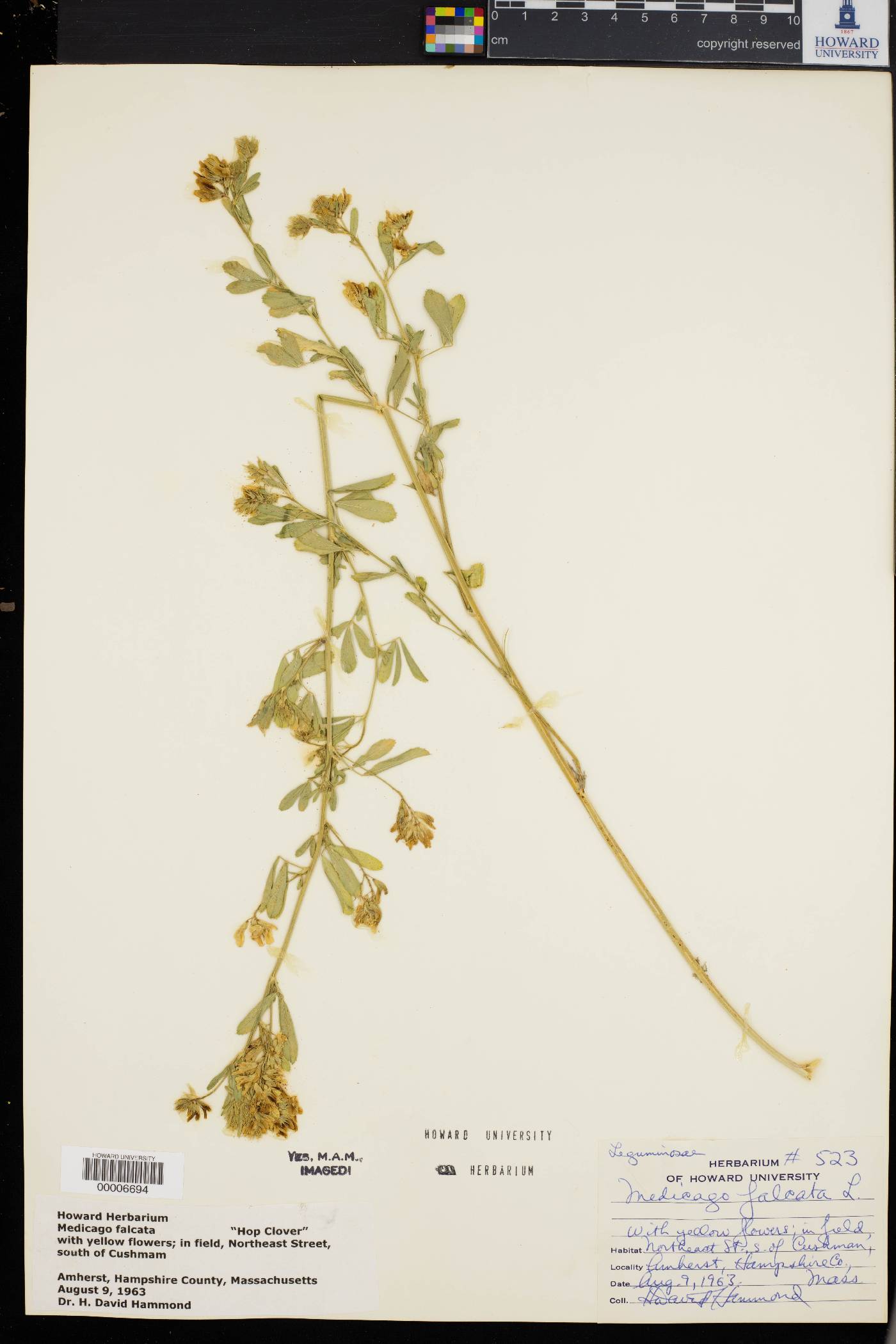 Medicago falcata image