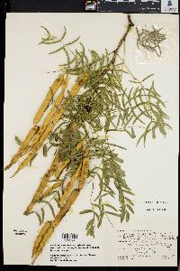 Prosopis chilensis image