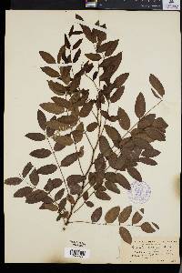Robinia kelseyi image