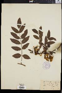 Robinia kelseyi image