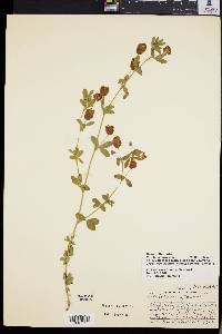 Trifolium aureum image