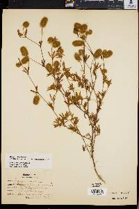 Trifolium arvense image