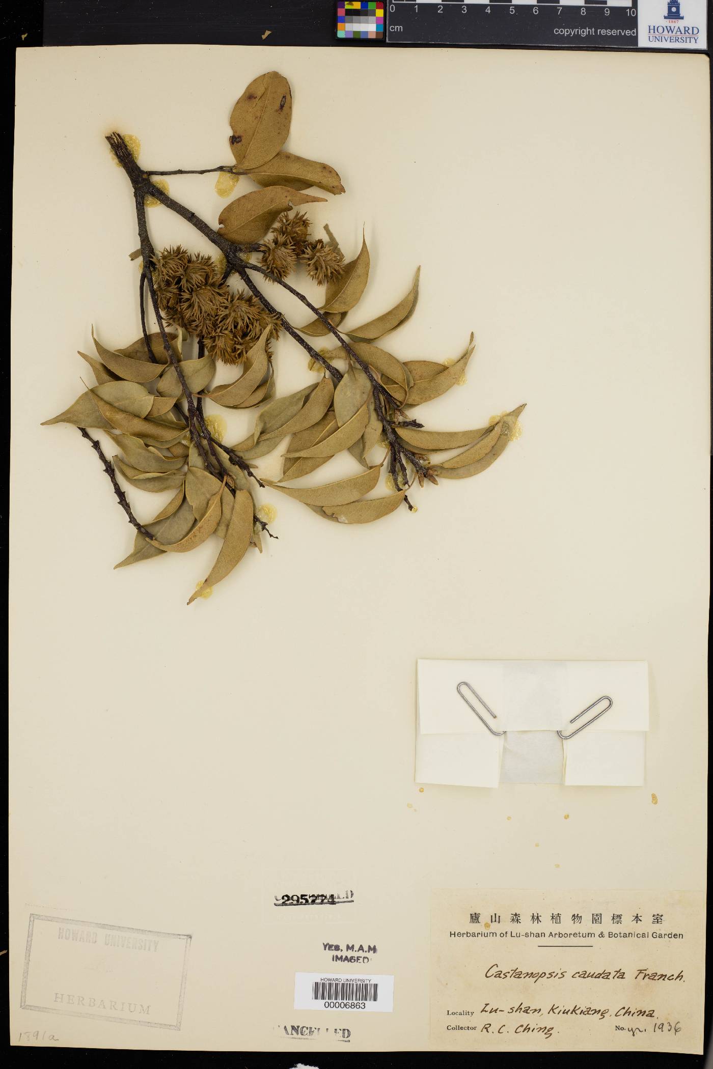 Castanopsis eyrei image