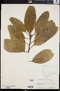 Image of Lithocarpus cleistocarpa