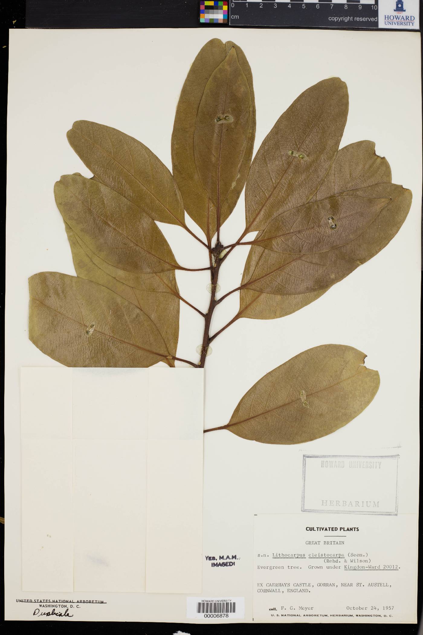 Lithocarpus cleistocarpa image