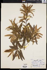 Quercus phellos image