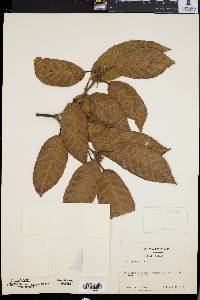 Quercus lanata image