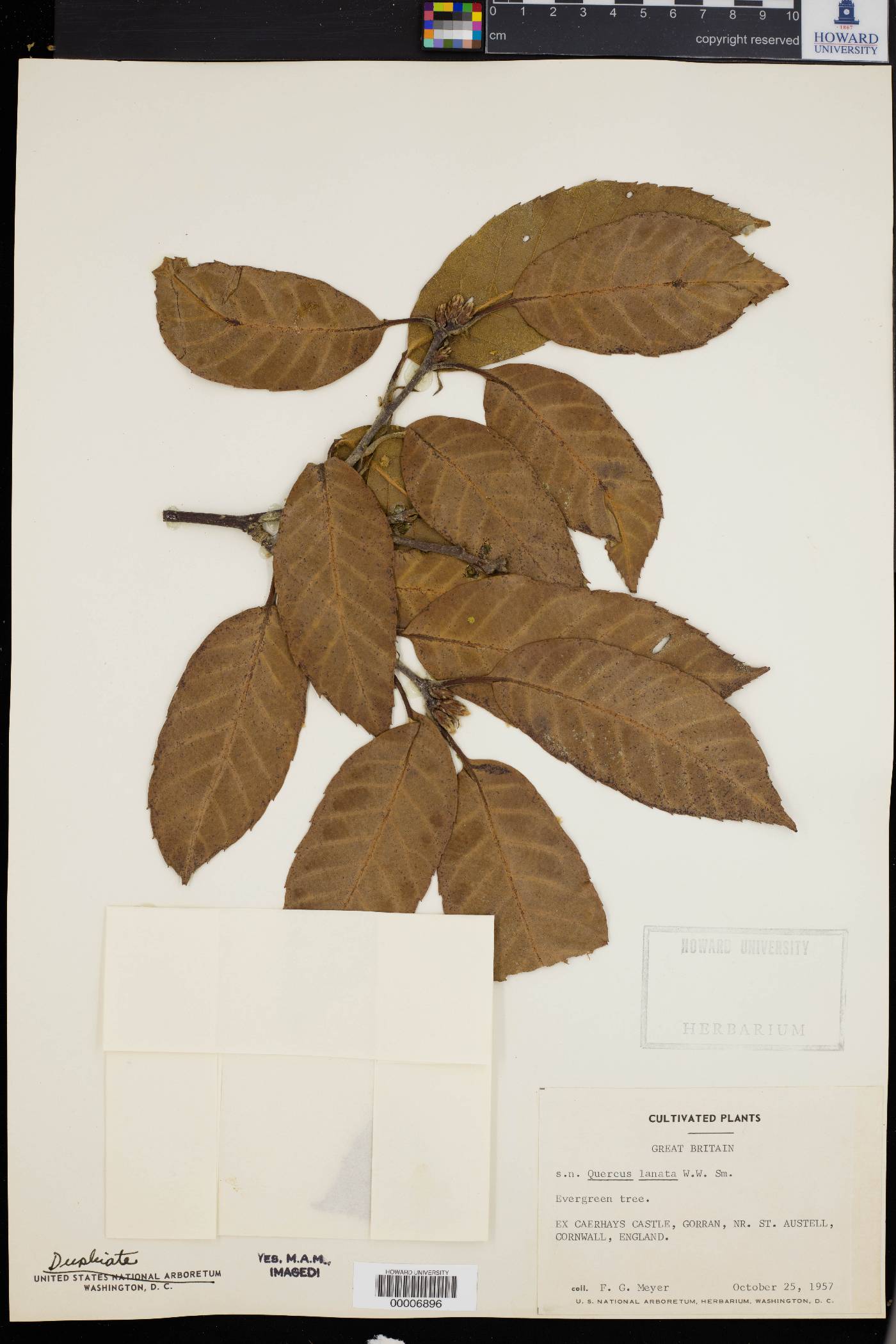 Quercus lanata image