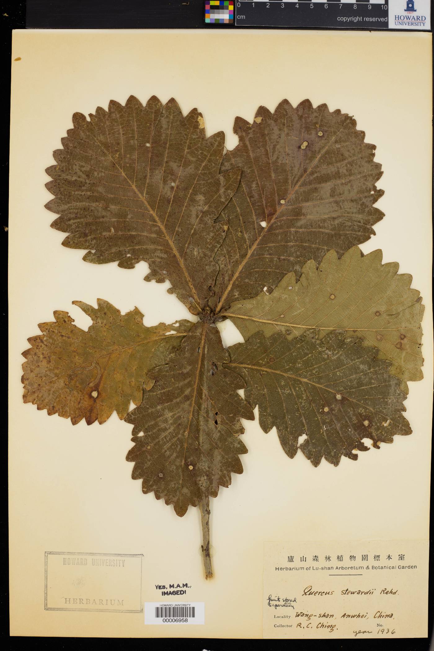 Quercus stewardii image